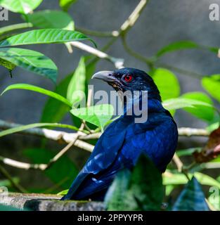 Cattura l'essenza dell'avifauna del Kerala, la ricca biodiversità e i momenti più suggestivi. Viaggio visivo di vibranti meraviglie aviarie in kerala Foto Stock