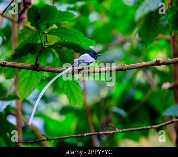 In mezzo alla lussureggiante foresta verde, il Paradise Flycatcher diffonde le sue ali, una visione di eleganza e grazia. Foto Stock