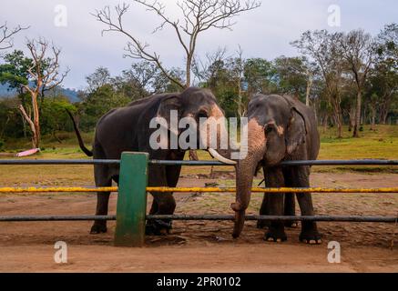 Theppakadu campo di elefanti Masinagudi Mudumalai Tamil Nadu Foto Stock