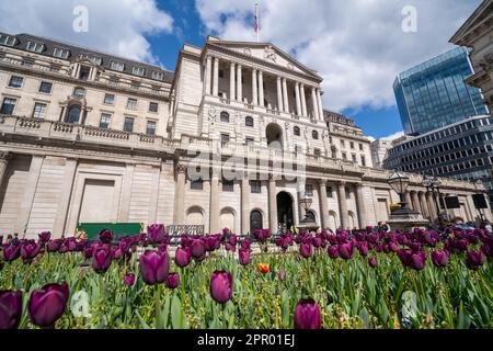 Londra Regno Unito. 25 aprile 2023. Tulipani fioriti su un aiuole fiorito di fronte alla Banca d'Inghilterra. L’economista Huw pill, capo della Banca d’Inghilterra, ha commentato che le famiglie britanniche dovrebbero accettare di essere più povere, e che i lavoratori e le aziende dovrebbero smettere di cercare di trasferire i costi crescenti aumentando i prezzi o chiedendo salari migliori. Credit: amer Ghazzal/Alamy Live News Foto Stock