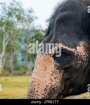 Theppakadu campo di elefanti Masinagudi Mudumalai Tamil Nadu Foto Stock