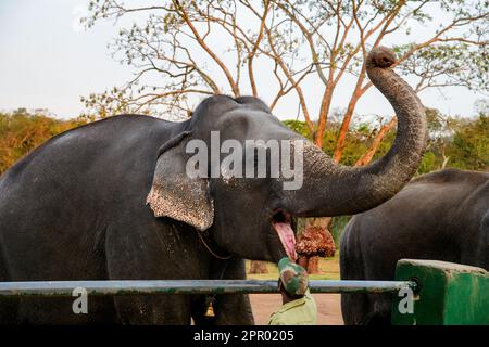 Theppakadu campo di elefanti Masinagudi Mudumalai Tamil Nadu Foto Stock