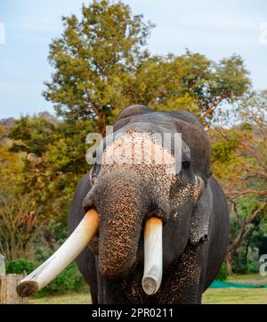 Theppakadu campo di elefanti Masinagudi Mudumalai Tamil Nadu Foto Stock