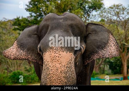 Theppakadu campo di elefanti Masinagudi Mudumalai Tamil Nadu Foto Stock