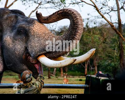 Theppakadu campo di elefanti Masinagudi Mudumalai Tamil Nadu Foto Stock