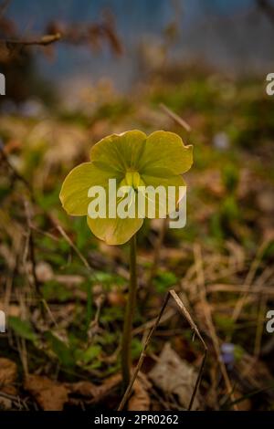 Helleborus viridis fiore primaverile selvaggio in montagna nel nord della Slovenia Foto Stock