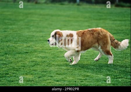 St Bernard che corre in campo d'erba Foto Stock