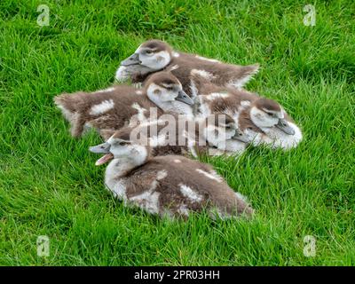 Egyptain Goose Alopochen aegyptiacus appena covato gosches.Norfolk Broads Regno Unito Foto Stock