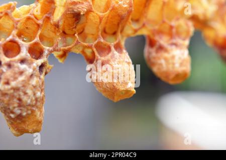 Non chiuso queen cella miele ape primo piano Foto Stock