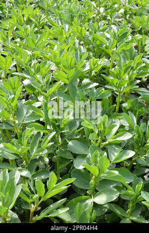 In primavera, il fagiolo di cavallo (Vicia faba) cresce in un campo agricolo Foto Stock