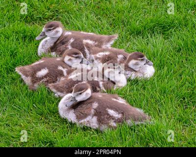 Egyptain Goose Alopochen aegyptiacus appena covato gosches.Norfolk Broads Regno Unito Foto Stock