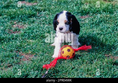 Cucciolo americano Cocker Spaniel seduto all'aperto in erba con palla da calcio giocattolo Foto Stock
