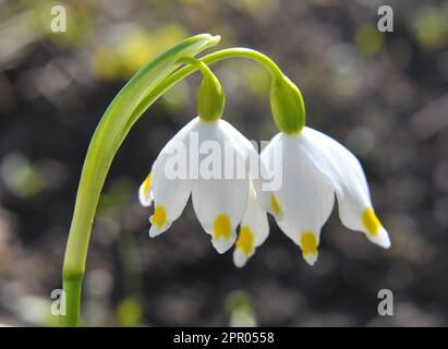 In primavera, Leucojum vernum fiorisce in natura Foto Stock