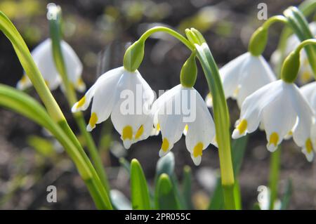 In primavera, Leucojum vernum fiorisce in natura Foto Stock