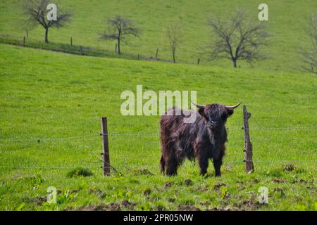 Bestiame scozzese di altopiani su un pascolo verde, bestiame nero Foto Stock