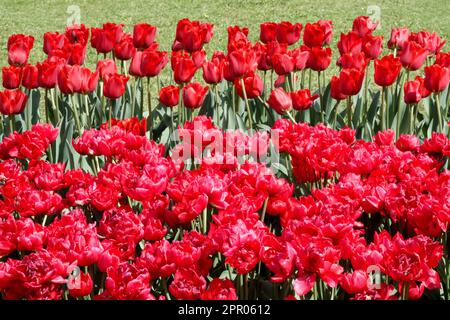 Tulipani rossi Giardino, Tulipa 'Merry Go Round', Tulipa 'Estatic', doppio tulipano precoce, tulipano tardivo singolo, Fiori, Gruppo Foto Stock