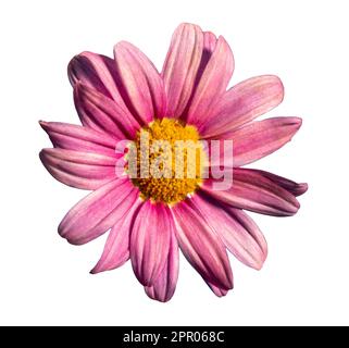 Margherita con petali rosa isolati su bianco con percorso di ritaglio incluso Foto Stock