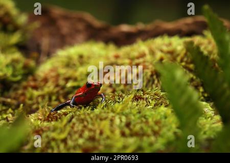 Rana rossa di cervo di fragola, Oophage pomilio, nell'habitat naturale, Costa Rica. Primo piano ritratto di rana tossica rossa. Raro anfibio nel tropico Foto Stock