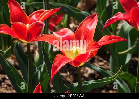 Tulipani a fiore di Lily, tulipani rossi, Tulipa Aladdin Foto Stock