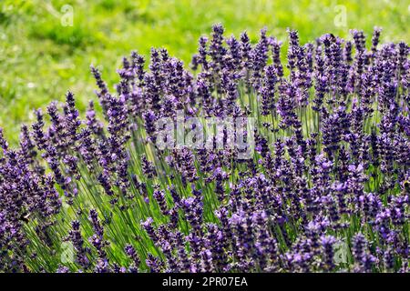 Lavanda inglese 'Hidcote Blue', lavanda, profumata, Lavandula, Giardino, Profumato, Erbe, Bloom Foto Stock