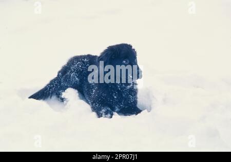 Terranova nero seduto nella neve d'inverno Foto Stock