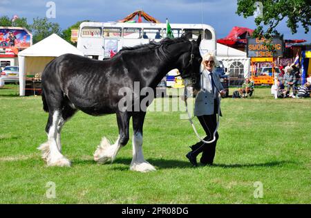 Un giovane Shire Horse che mostra i suoi punti più fini in una competizione in un country show.Uffington .Oxfordshire. REGNO UNITO. Inghilterra. Gran Bretagna Foto Stock