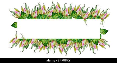 Rose. Acquerello illustrazione di rose rosa brillante - cornice. Fiori illustrazioni botaniche Foto Stock