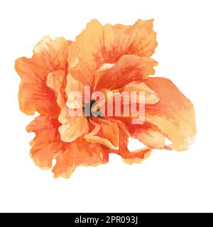 bel fiore di ibisco esotico arancione isolato su sfondo bianco. Illustrazione acquerello per vari disegni, schede, inviti, tessuti. Foto Stock