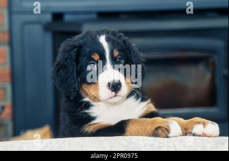 Bernese Mountain Dog cucciolo sul retro del divano guardando avanti la telecamera Foto Stock