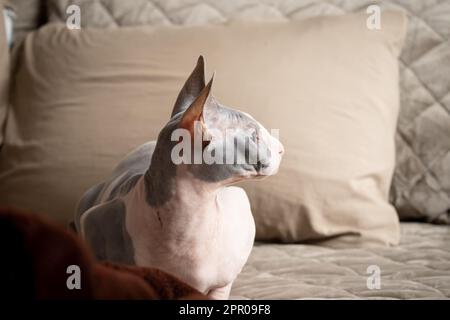 Gatto di sfinge carino e coccolato che guarda la macchina fotografica sdraiata su un letto Foto Stock