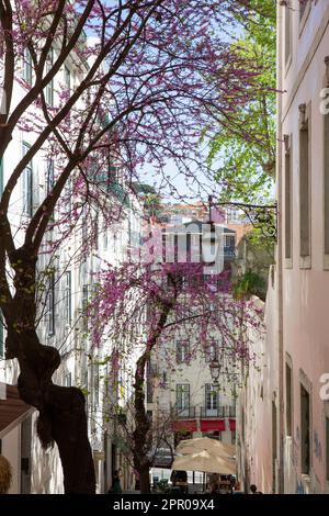 Lissabon, Portogallo. 05th Apr, 2023. Gli alberi di Giuda fioriscono in un vicolo nel centro storico di Lisbona. Credit: Viola Lopes/dpa/Alamy Live News Foto Stock