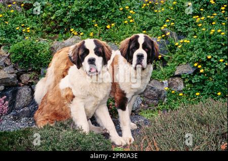 St Bernard di fronte alle rocce e fiore cespuglio Foto Stock