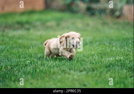 Cucciolo americano Cocker Spaniel che corre in erba fuori Foto Stock