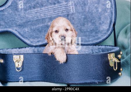 Cucciolo americano Cocker Spaniel seduto in custodia per chitarra Foto Stock