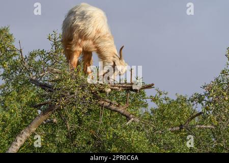 Capra nell'albero Essaouira Marocco Foto Stock