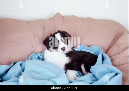 Adorabile cucciolo di pastore australiano che posa su coperta rosa e blu Foto Stock