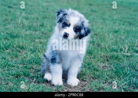 Adorabile cucciolo di pastore australiano seduto all'esterno Foto Stock