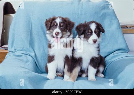 Due graziosi cuccioli di pastore australiano sul divano con coperta blu Foto Stock