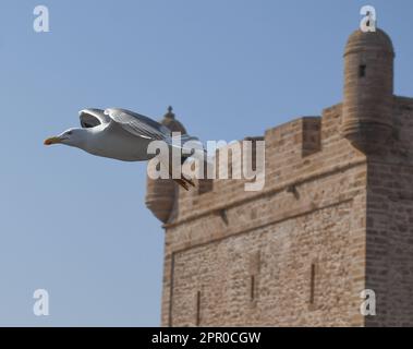 Essaouira, mercato del pesce e chiatte blu Foto Stock