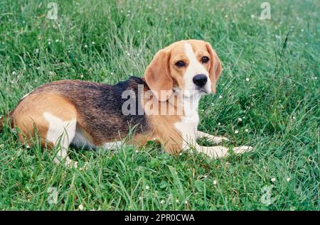 Beagle adagiato in campo con erba lunga Foto Stock