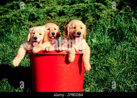 Tre cuccioli Golden Retriever seduti nel secchio rosso Foto Stock