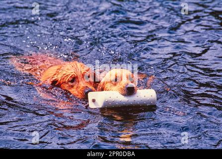 Due recuperatori dorati che nuotano in acqua all'esterno trasportano il giocattolo galleggiante Foto Stock