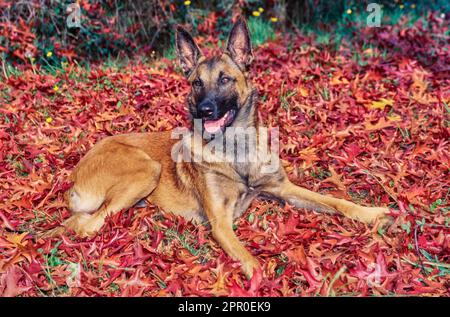 Pastore belga che si stenderà in foglie rosse d'autunno Foto Stock