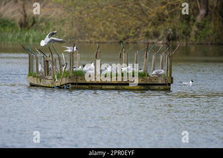 Isola artificiale per la nidificazione di gabbiani e terns nel mezzo di un lago. Foto Stock