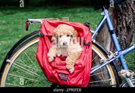 Mini cucciolo di Poodle in una borsa per bicicletta Foto Stock