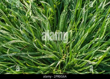 Elytrigia. Sfondo erbaceo di succosa erba del divano verde alto primo piano. Fresco giovane erba brillante Elymus repens bella texture a base di erbe, primavera. WA Foto Stock