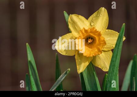 Primo piano di un fiore giallo di daffodil. Grande Daffodil Carlton a cubetti, con sei petali e corona centrale a forma di tromba. Il delicato colore giallo tenue i Foto Stock