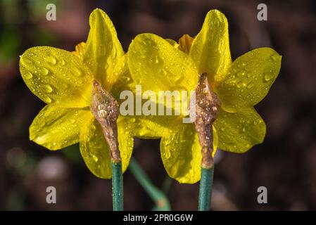 Primo piano di un fiore giallo di daffodil. Grande Daffodil Carlton a cubetti, con sei petali e corona centrale a forma di tromba. Il delicato colore giallo tenue i Foto Stock