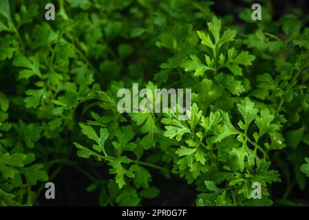Green Cress insalata piante, vista dall'alto, primo piano macro. Foglie di insalata di crescione Microgreen, primo piano. Microgreens Giardino piantato Lepidium sativum. Healt Foto Stock