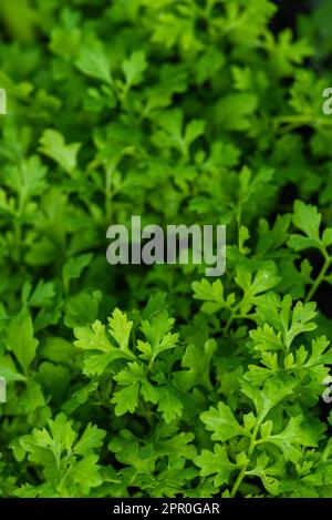 Green Cress insalata piante, vista dall'alto, primo piano macro. Foglie di insalata di crescione Microgreen, primo piano. Microgreens Giardino piantato Lepidium sativum. Healt Foto Stock